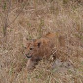  Ngorongoro Crater, TZ